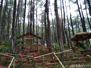 Hutan Pinus Blitar yang Bikin Tenang dan Damai Hutan Pinus Blitar yang Bikin Tenang dan Damai