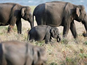 Taman Nasional Kaudulla, Tempat Gathering Gajah di Sri Lanka
