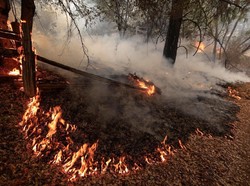 Kebakaran Hutan di California Tewaskan 6 Orang Termasuk 2 Bocah