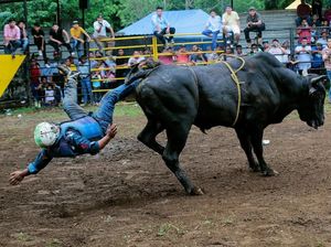 Nekat! Warga vs Banteng di Festival Santo Domingo de Guzman Nekat! Warga vs Banteng di Festival Santo Domingo de Guzman