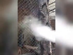 Viral, Pria Asapi Monyet dengan Vapor di Batu Secret Zoo