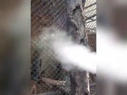 Viral, Pria Asapi Monyet dengan Vapor di Batu Secret Zoo