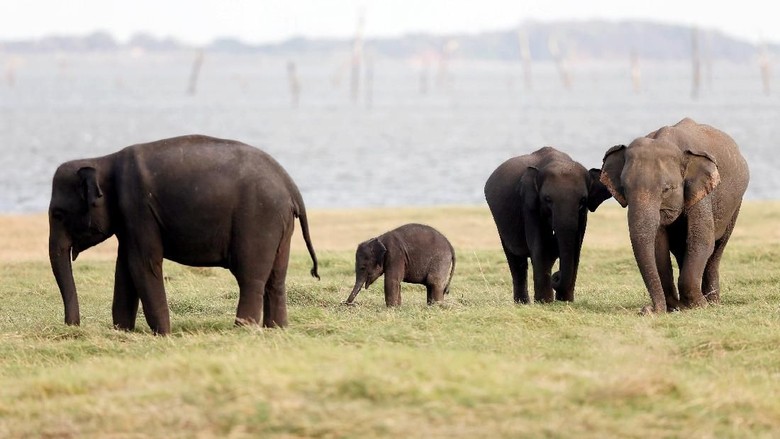 Foto: Ilustrasi (Dok REUTERS/Dinuka Liyanawatte)