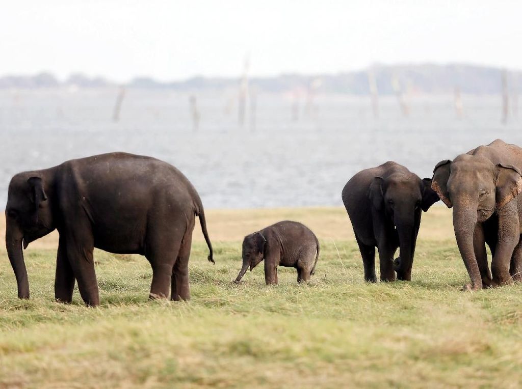 Phajaan: Tradisi Kejam Menyiksa Gajah Phajaan: Tradisi Kejam Menyiksa Gajah