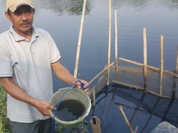 Sungai Ciujung Serang Menghitam, Warga Menjerit