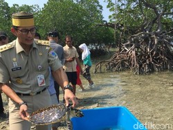 Sandiaga Lepas Penyu di Pulau Sebira: Namanya Owo dan Owi