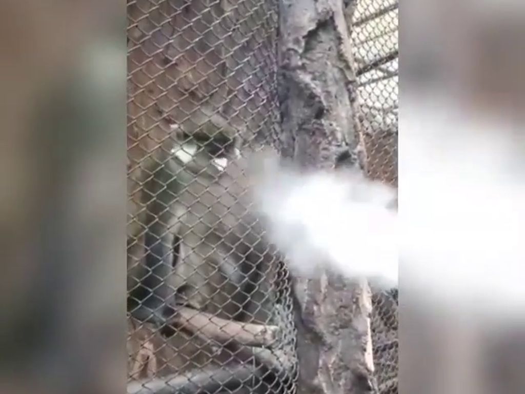 Heboh Monyet di Batu Secret Zoo Disemprot Vape Heboh Monyet di Batu Secret Zoo Disemprot Vape