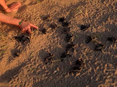 Potret Dramatis Bayi Penyu Ramai-ramai Merangkak ke Laut