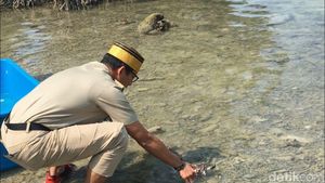 Momen Sandiaga Lepas Penyu Owo-Owi di Pulau Sebira