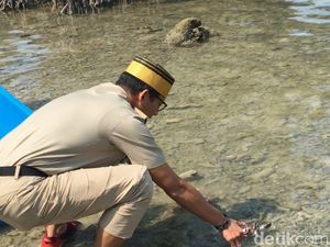 Momen Sandiaga Lepas Penyu Owo-Owi di Pulau Sebira