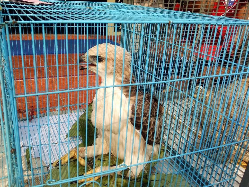 Polisi Bongkar Jual-Beli Satwa Liar Via Grup Medsos Polisi Bongkar Jual-Beli Satwa Liar Via Grup Medsos