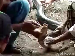 Warga Kampung Ular Izinkan BKSDA Ambil 3 Sanca, Ini Syaratnya Warga Kampung Ular Izinkan BKSDA Ambil 3 Sanca, Ini Syaratnya