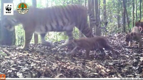 Penampakan Harimau Liar di Hutan Sumatera Main dengan Anaknya