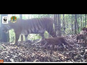 Lucunya Anak Harimau Sumatera Lahir Alami di Riau
