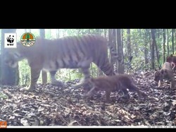 Lucunya Anak Harimau Sumatera Lahir Alami di Riau