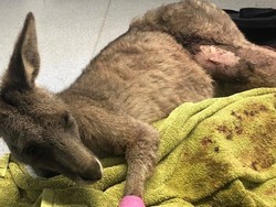 Kanguru Panik Terobos Rumah Warga Lewat Jendela