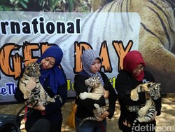 Menengok 3 Bayi Harimau Benggala yang Lahir di Semarang Zoo