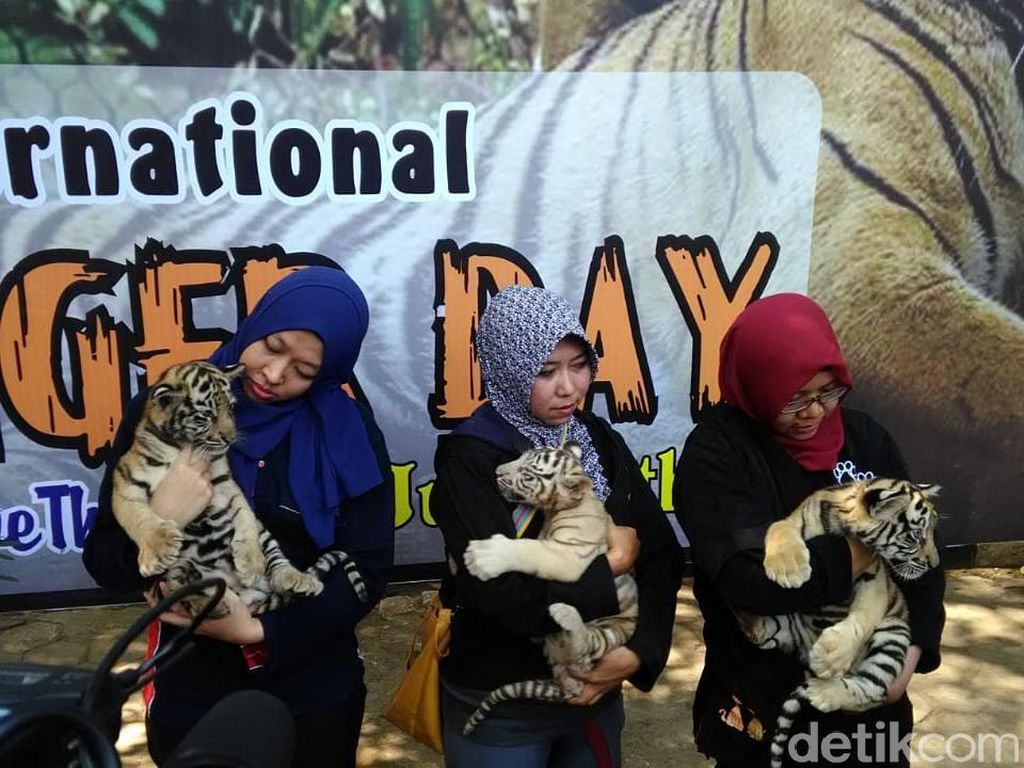 Menengok 3 Bayi Harimau Benggala yang Lahir di Semarang Zoo Menengok 3 Bayi Harimau Benggala yang Lahir di Semarang Zoo