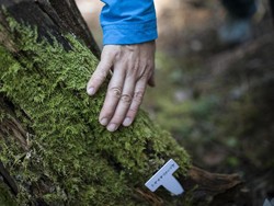 Tumbuhan Lumut: Habitat, Ciri, dan Klasifikasinya