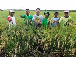Kementan Cetak Sawah Baru 8.000 Hektar di Marauke Sejak 2015