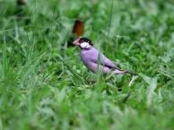 Ini Alasan KLHK Masukkan Pleci hingga Kenari Jadi Satwa Dilindungi