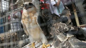 Polisi Bongkar Sindikat Perdagangan Satwa Liar via Medsos