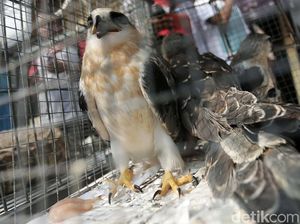 Polisi Bongkar Sindikat Perdagangan Satwa Liar via Medsos