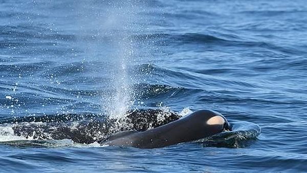 Memilukan! Induk Paus Pembunuh Bawa Mayat Bayinya Berhari-hari