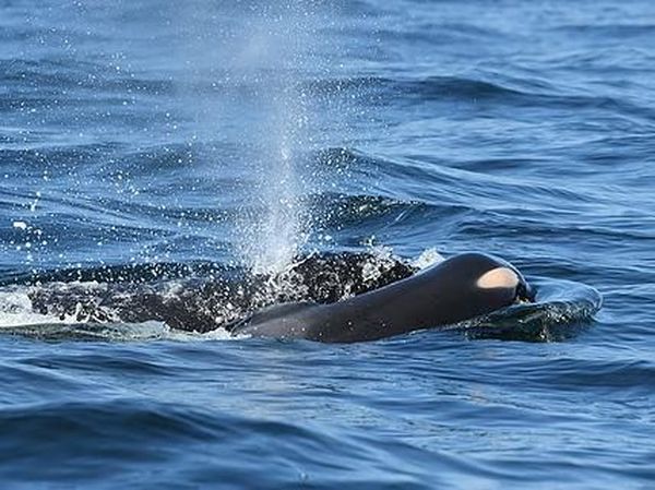 Memilukan! Induk Paus Pembunuh Bawa Mayat Bayinya Berhari-hari
