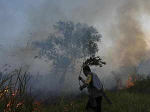 KLHK Gebuk Perusak Hutan Total Rp 18,3 Triliun! KLHK Gebuk Perusak Hutan Total Rp 18,3 Triliun!