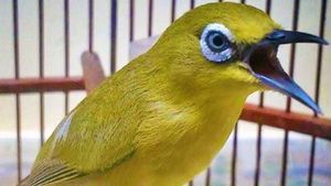 Burung Kicau yang Baru Masuk Daftar Satwa Dilindungi