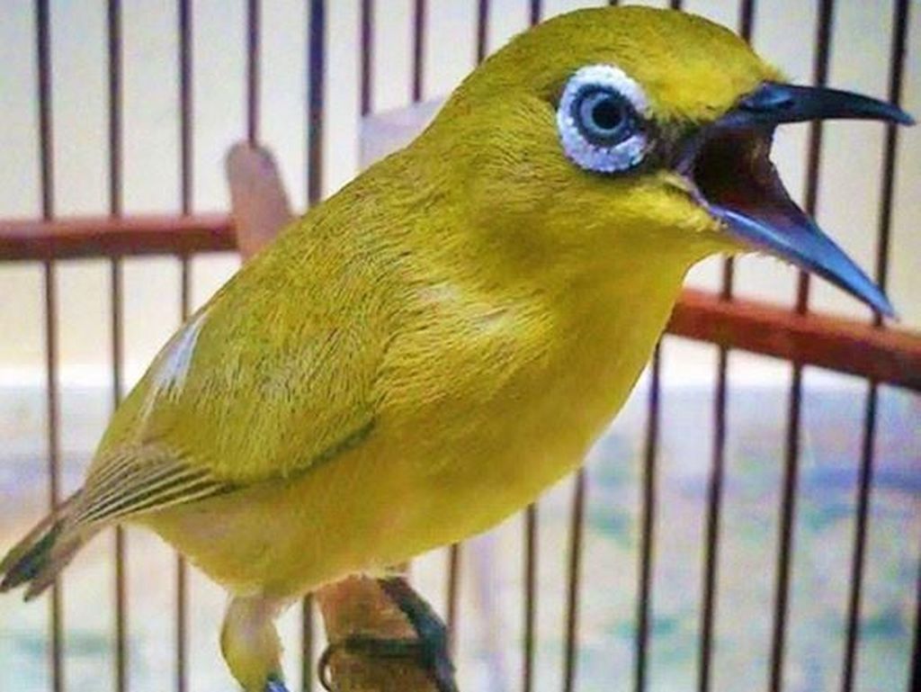 Download Gambar Burung
