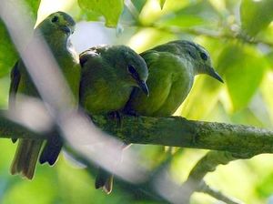 BKSDA Gagalkan Penyelundupan Burung yang Dilindungi di Lampung