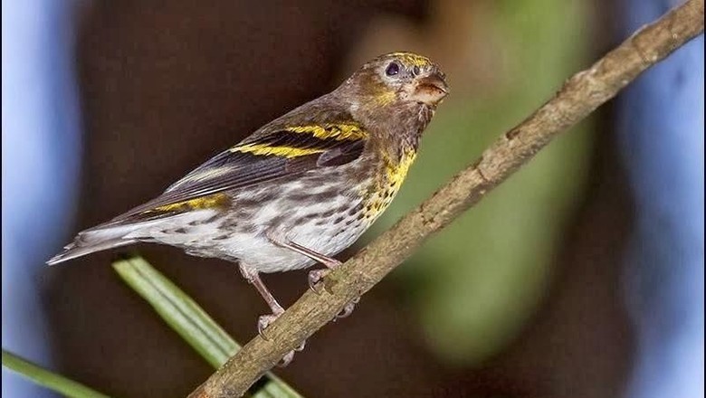 Burung Kicau yang Baru Masuk Daftar Satwa Dilindungi