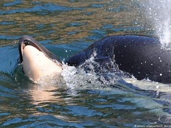 Induk Paus Orca Berduka, Mayat Bayinya Dibawa Berenang Berhari-hari