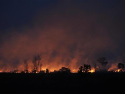 KLHK Acungi Jempol atas Vonis Pembakar Hutan Dihukum Rp 366 M