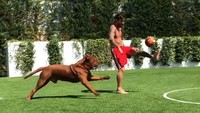 Lionel Messi jadi viral usai videonya sedang bermain bola dengan sang anjing yang diberi nama Hulk. (Instagram @leomessi)