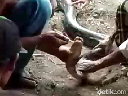 Mengintip Warga Kampung Ular Suapi Sanca Tangkapan