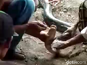 Mengintip Warga Kampung Ular Suapi Sanca Tangkapan Mengintip Warga Kampung Ular Suapi Sanca Tangkapan