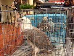 Jual-Beli Satwa Dilindungi Secara Online Terungkap!