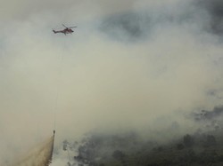 885 Hektare Hutan Jambi Terbakar, Ini Sebarannya