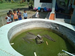 Ikan Aligator, Berbahaya tapi Digemari Pehobi Ikan Hias