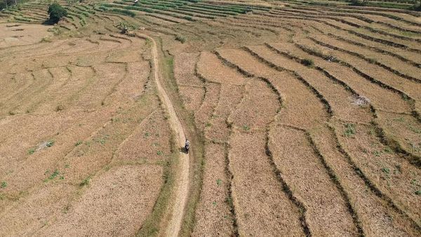 Kemarau Tiba, Beberapa Daerah di Indonesia Terancam Kekeringan