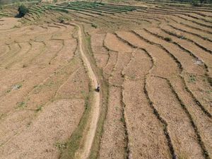 Kemarau Tiba, Beberapa Daerah di Indonesia Terancam Kekeringan