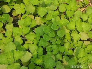 Daun Bangun-bangun, Si Pelancar ASI Alami dari Sumatera Utara