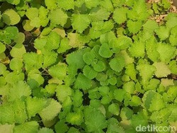 Daun Bangun-bangun, Si Pelancar ASI Alami dari Sumatera Utara