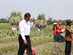 Mentan dan Buwas Panen Bawang Merah di Brebes