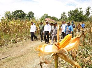 Kementan Klaim Produksi Jagung Tahun Ini akan Berlebih