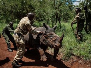 Lebih dari 100 Ranger Hutan Tewas Saat Bertugas dalam Setahun Lebih dari 100 Ranger Hutan Tewas Saat Bertugas dalam Setahun