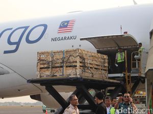 Untuk Pertama Kali, 1.093 Domba Diekspor ke Malaysia Lewat Udara